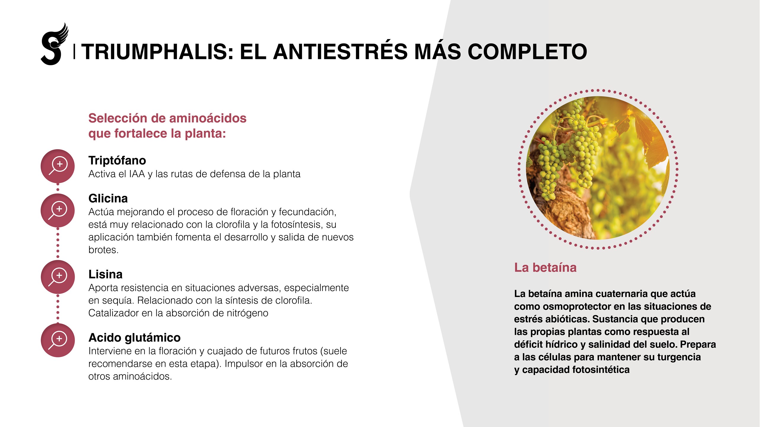 Triumphalis: el antiestrés más completo