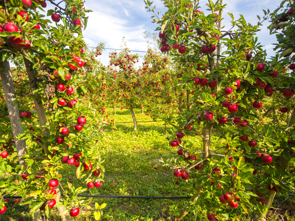 El equilibrio N:S como indicador práctico