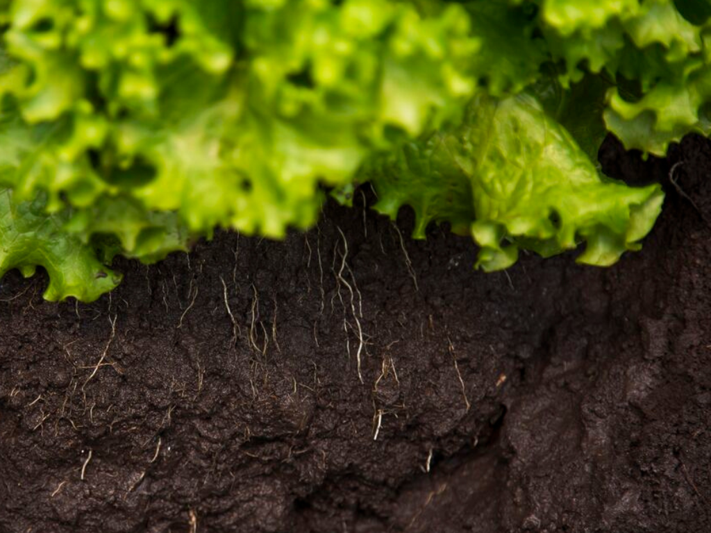 La microbiota del suelo es uno de los pilares invisibles de la productividad agrícola