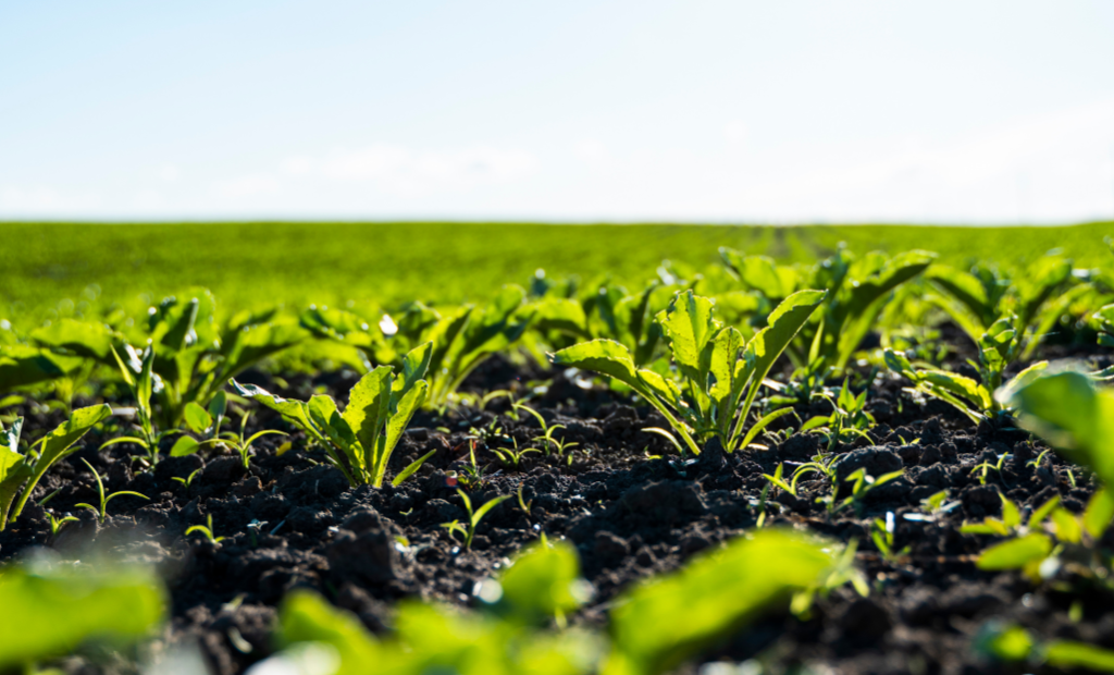 Los aminoácidos son moléculas formadas por carbono, hidrógeno, oxígeno y nitrógeno.