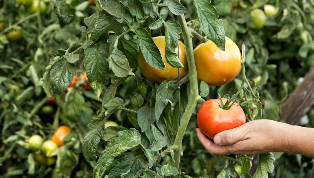 Los aminoácidos son una herramienta clave para la agricultura moderna. Apostar por soluciones como la gama Sultech de Afepasa garantiza resultados óptimos, sostenibilidad y un futuro más verde para el sector agrícola.