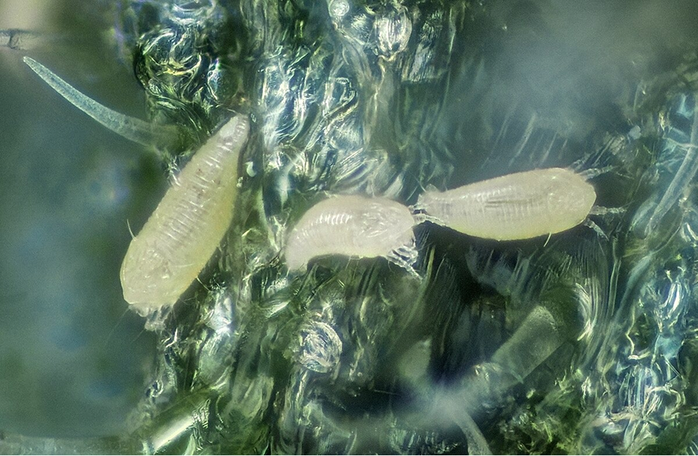 Este ácaro eriófido de vida libre tolera altas temperaturas y baja humedad, proliferando en primavera, verano y otoños secos, con un ciclo biológico extremadamente rápido.