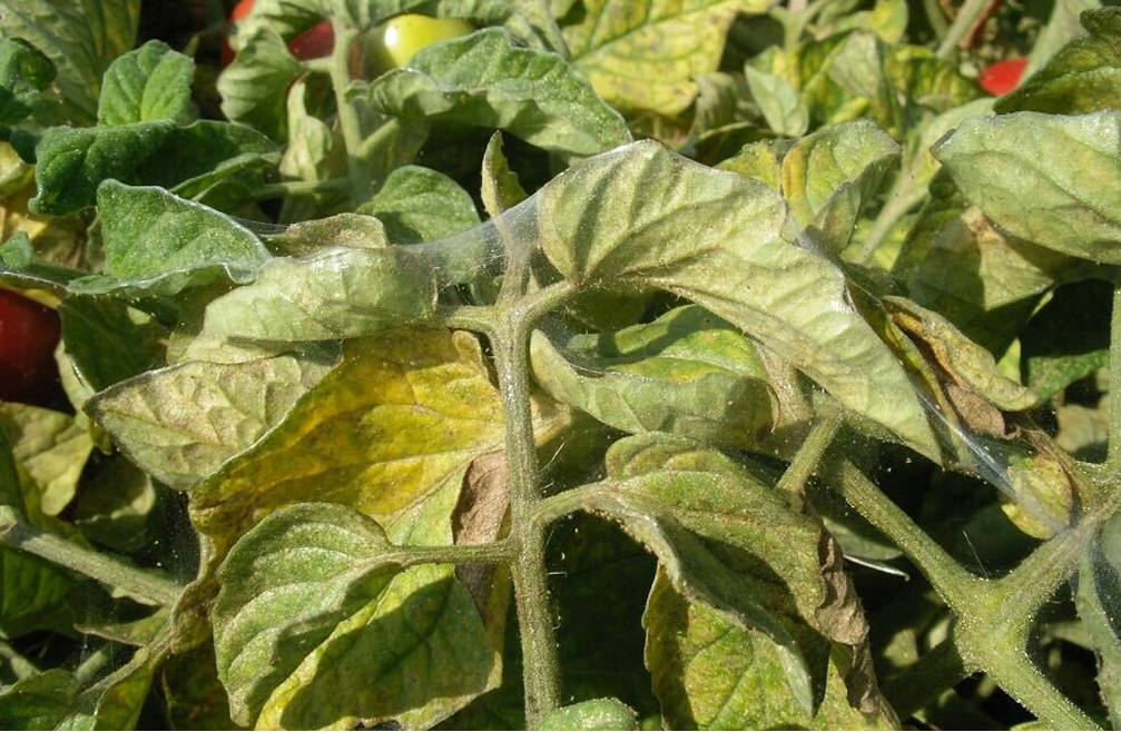 Azufre Micronizado P300/80 ESPECIAL CONTRA INSECTOS