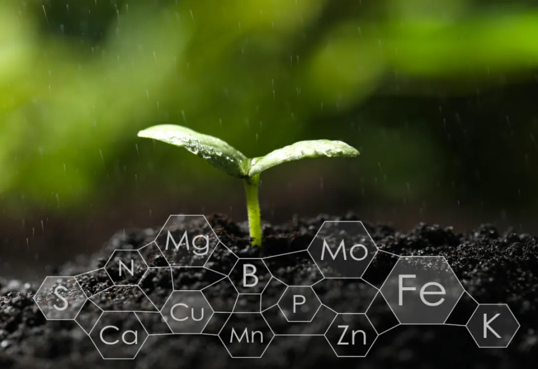 La relación entre el nitrógeno y el azufre: clave para el rendimiento de los cultivos