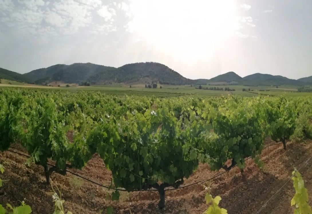 Prevenir o curar el oídio de la viña: la estrategia que marca la diferencia