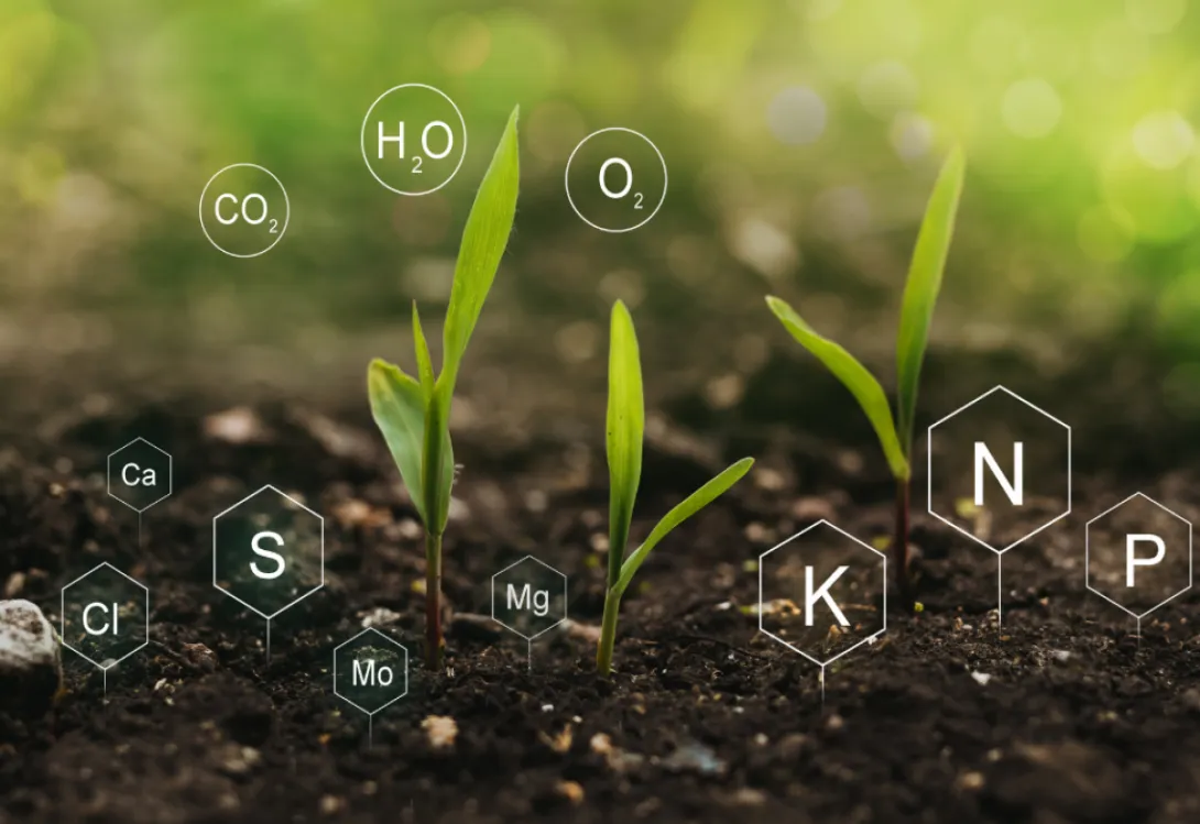 Los Aminoácidos en las Plantas: Importancia de su Selección y Origen Vegetal