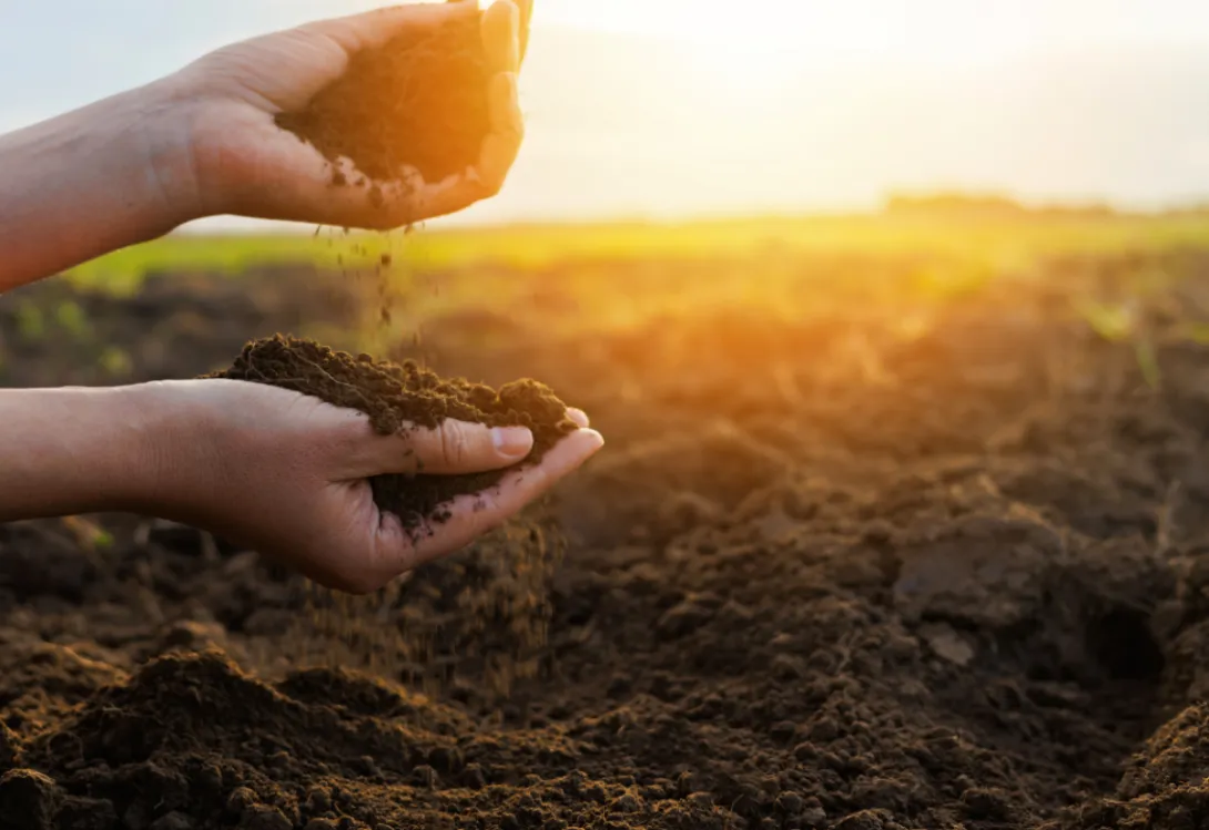 La importancia de la microbiota del suelo en una agricultura eficiente y sostenible